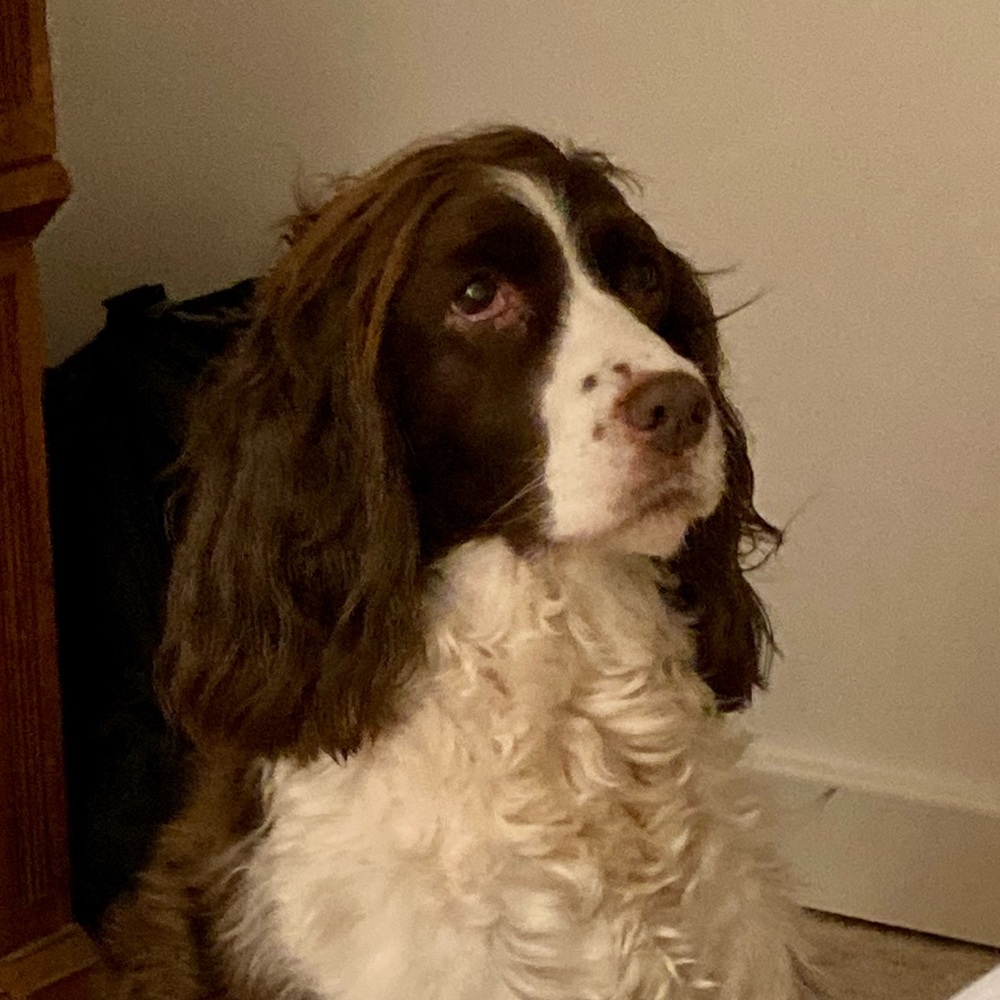 Meet your Posher, Elizabeth